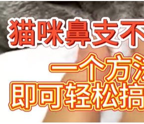 猫咪鼻支不可怕，一个方法，即可轻松搞定它