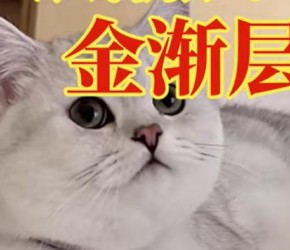银渐层与金渐层猫咪：养猫必备知识