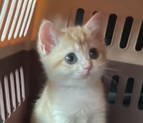 新手养猫攻略‼️低成本精致养猫