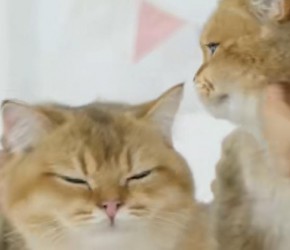 养猫:如何快速让新欢和旧爱，和平相处