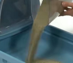 猫砂到底怎么选?铲屎官们注意了!