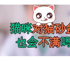 猫咪突然乱拉乱尿，不用猫砂，到底发生了什么事?