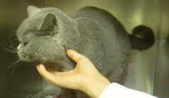 猫咪尿闭好了之后乱尿是怎么回事