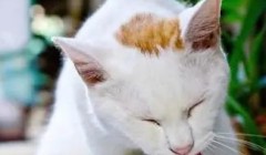 养猫怎么防止掉毛