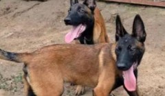 怎么训练马犬的服从性