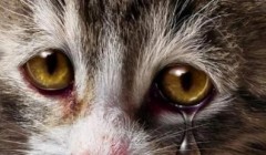 小猫吃粮有泪痕怎么回事