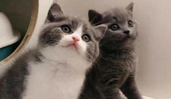 怎么样从外形来辨别英国短毛猫？
