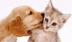 猫和狗能不能同时养