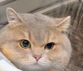 给猫洗澡不是很简单的嘛