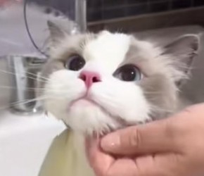 猫是怎么理解洗澡的？