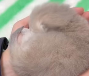 小奶猫洗澡前后，颜值差距也太大了