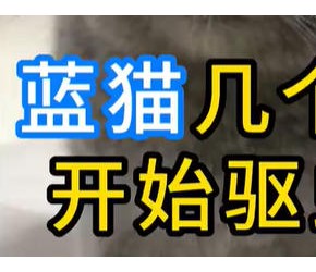 蓝猫几个月开始驱虫