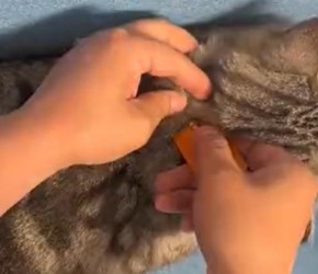 给猫咪驱虫一定要在脖子后面