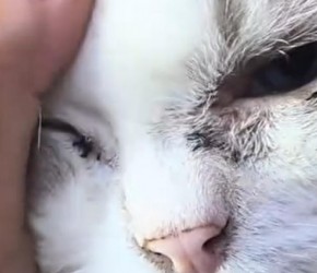 猫狗定期驱虫很重要，尤其是猫咪喜欢和人一起睡的，更要重视