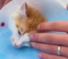 奶猫打疫苗注意事项你get了吗