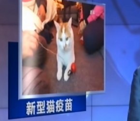 新型猫疫苗有望让过敏者放 "撸猫"