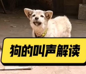 狗的叫声解读，狗叫声的含义。养狗经验分享，养狗小知识，宠物知识小课堂