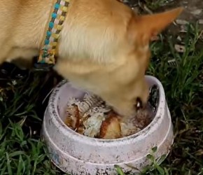 狗狗可以吃哪些人类食物？