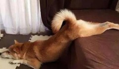 狗狗喜欢撅屁股的六种理由！