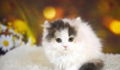 高地长毛猫的意思是 高地长毛猫是新产品种吗