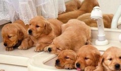 狗狗也会流产？狗狗怀孕期间应该注意的“5个细节”！