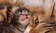 宠物猫哺乳期间应该注意什么？