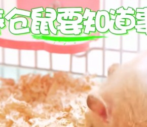 如何养好一只仓鼠，看完涨知识了