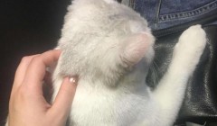 怎么训练猫不伸爪子