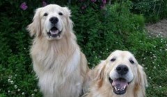 如何培养狗狗诚实开朗的性格特点？