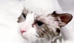 7个方法教你猫跳蚤怎么去除更彻底！