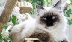 宠物猫常见的寄生虫有哪些，如何预防？