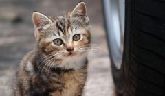 猫咪去新家需要注意的5件事