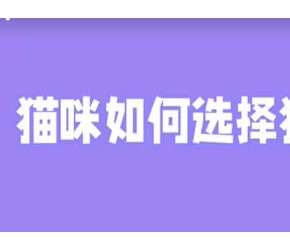 新手养猫,猫砂盆怎么选,看这个就够了!