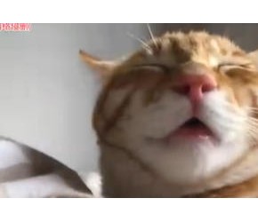 猫为什么会得猫鼻支