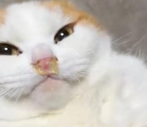 猫鼻支真的是小感冒吗