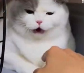 猫咪肠胃炎的症状表现