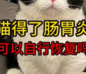 猫得了肠胃炎可以自行恢复吗