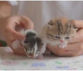 没断奶的猫怎么喂养？