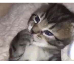 不到两个月的小猫怎么喂养