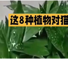 这8种植物对猫剧毒！