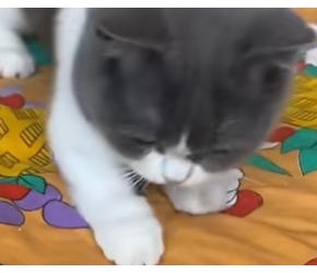 新手养猫必看!猫咪不会说的保命秘密