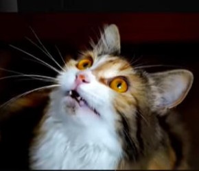 猫咪把你当妈的10个等级对照表