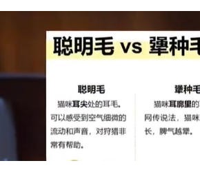 聪明猫?犟种猫?通过毛能看懂吗?