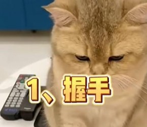 养猫知识:几根猫条猫咪就能学会握手装按铃技能