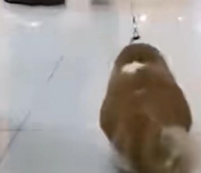 新手养猫常识，你知道几个