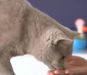 猫咪可以吃哪些人类食物？