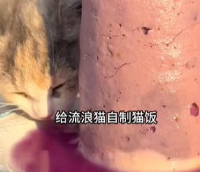 9元给12只校园小猫自制猫饭