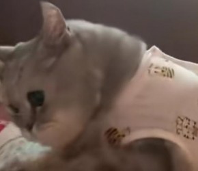 养猫最忌讳的五件事，新手必看！