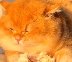 这5种食物让猫轻松活到20岁