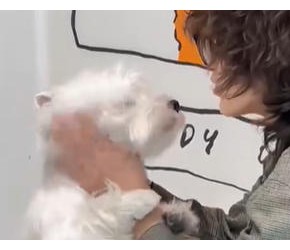 正确训狗vs错误训狗